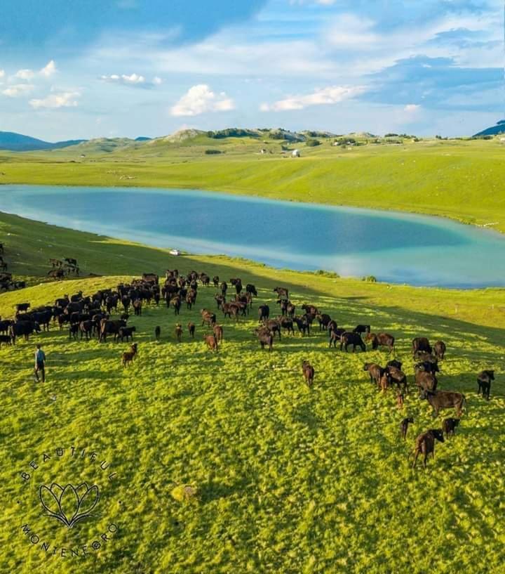 Žabljak Planinska Kucaヴィラ エクステリア 写真